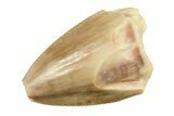 Serrated, Triassic Fossil Tooth - Chine Formation, Arizona #277139-1